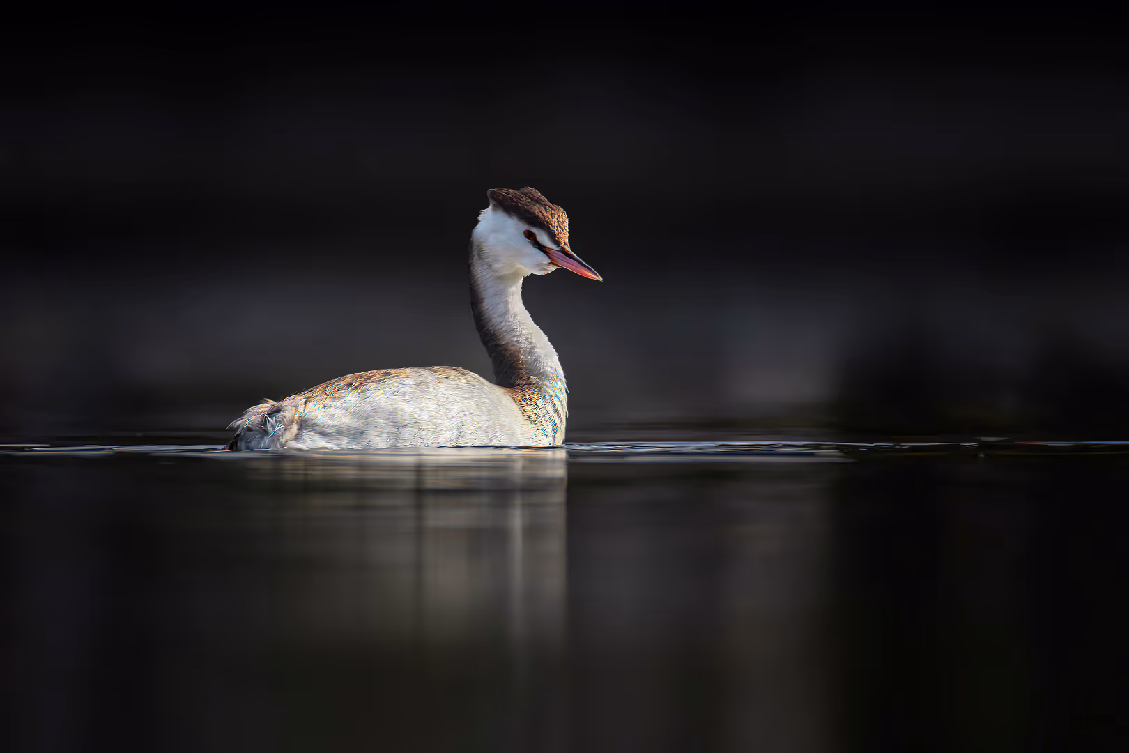טבלן מצויץ בחשכה