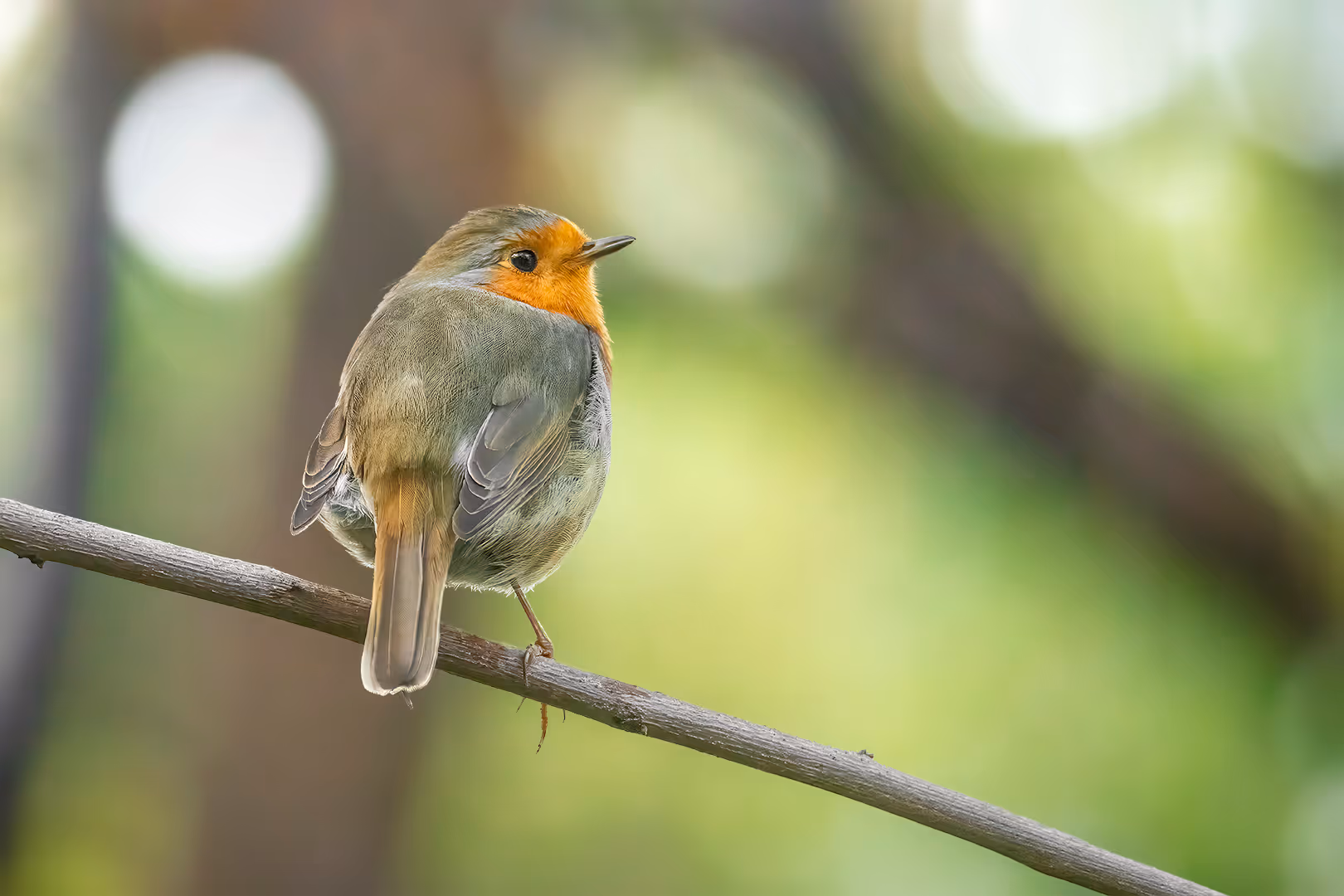 אדום חזה על ענף