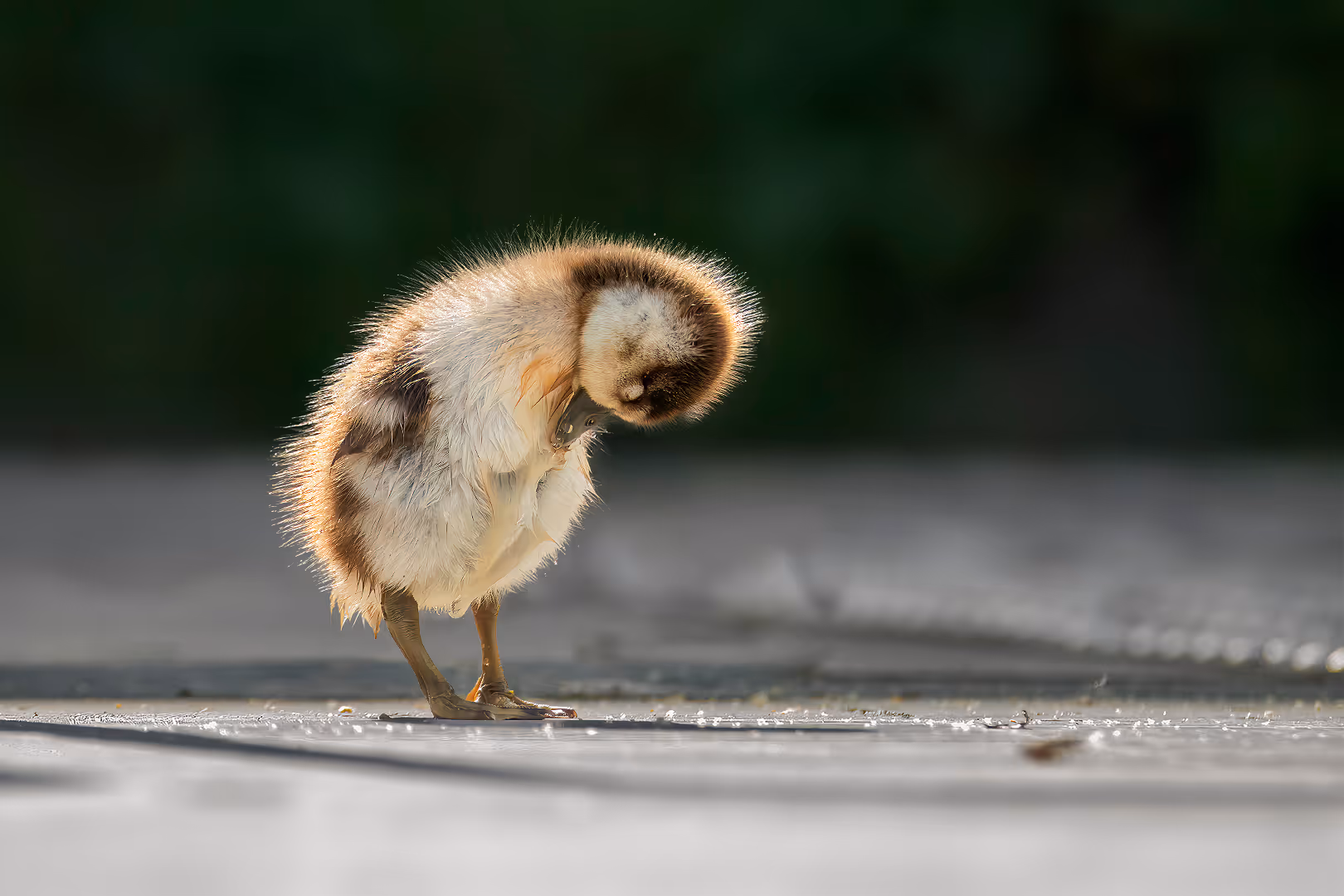 אפרוח של יאורית מצרית מתנקה