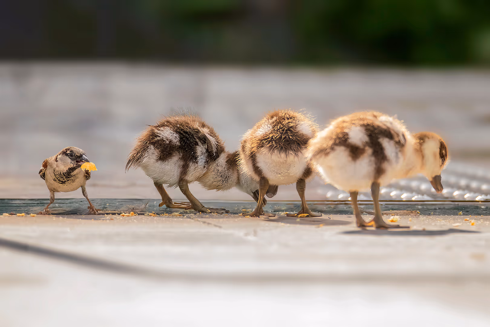 דרור הבית גונב אוכל לאפרוחים של יאורית מצרית