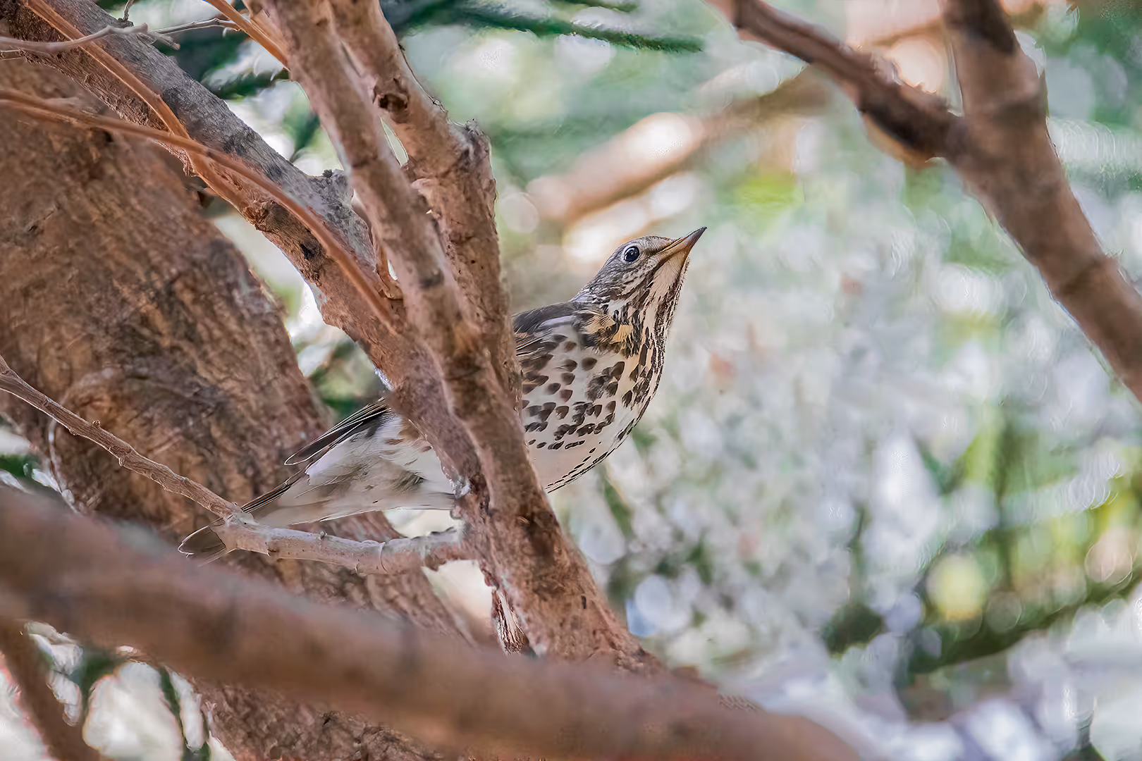 קיכלי רונן על ענף