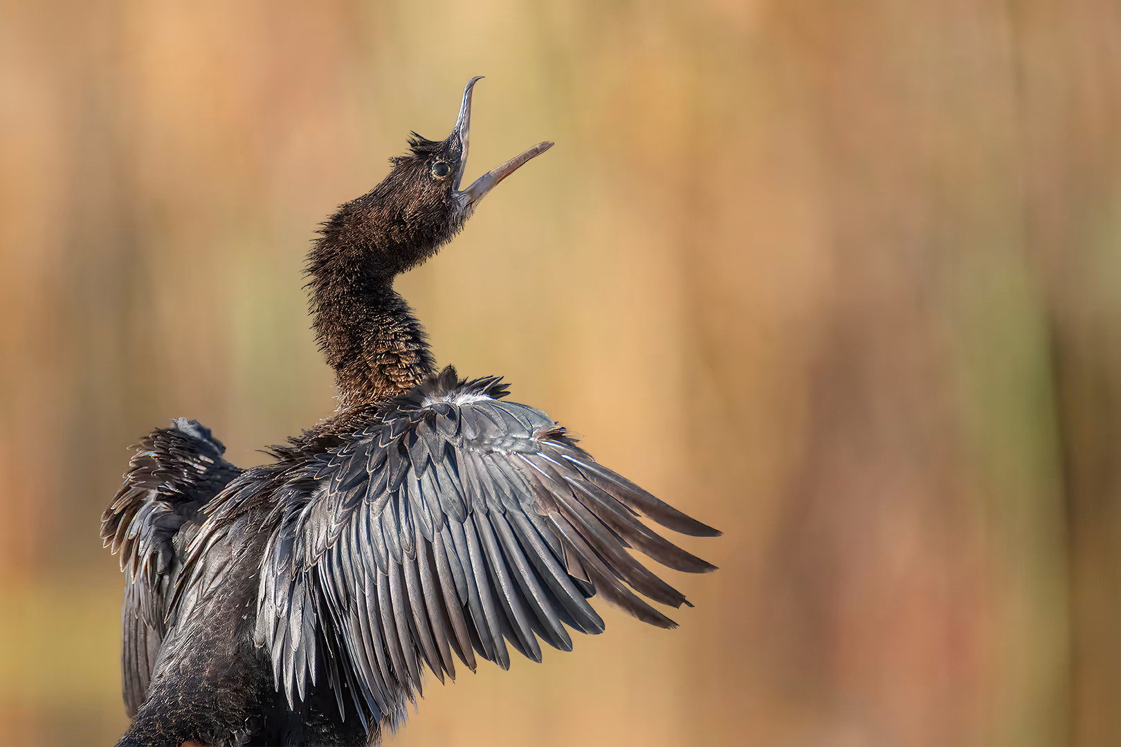 קורמורן גמדי מתחפש לדרקון