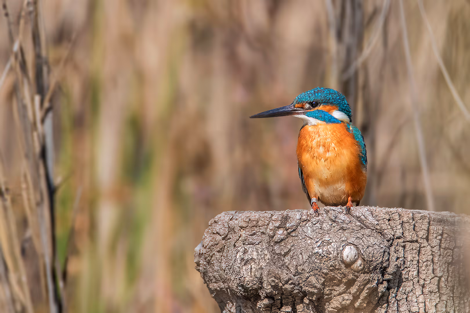 שלדג גמדי על גזע עץ