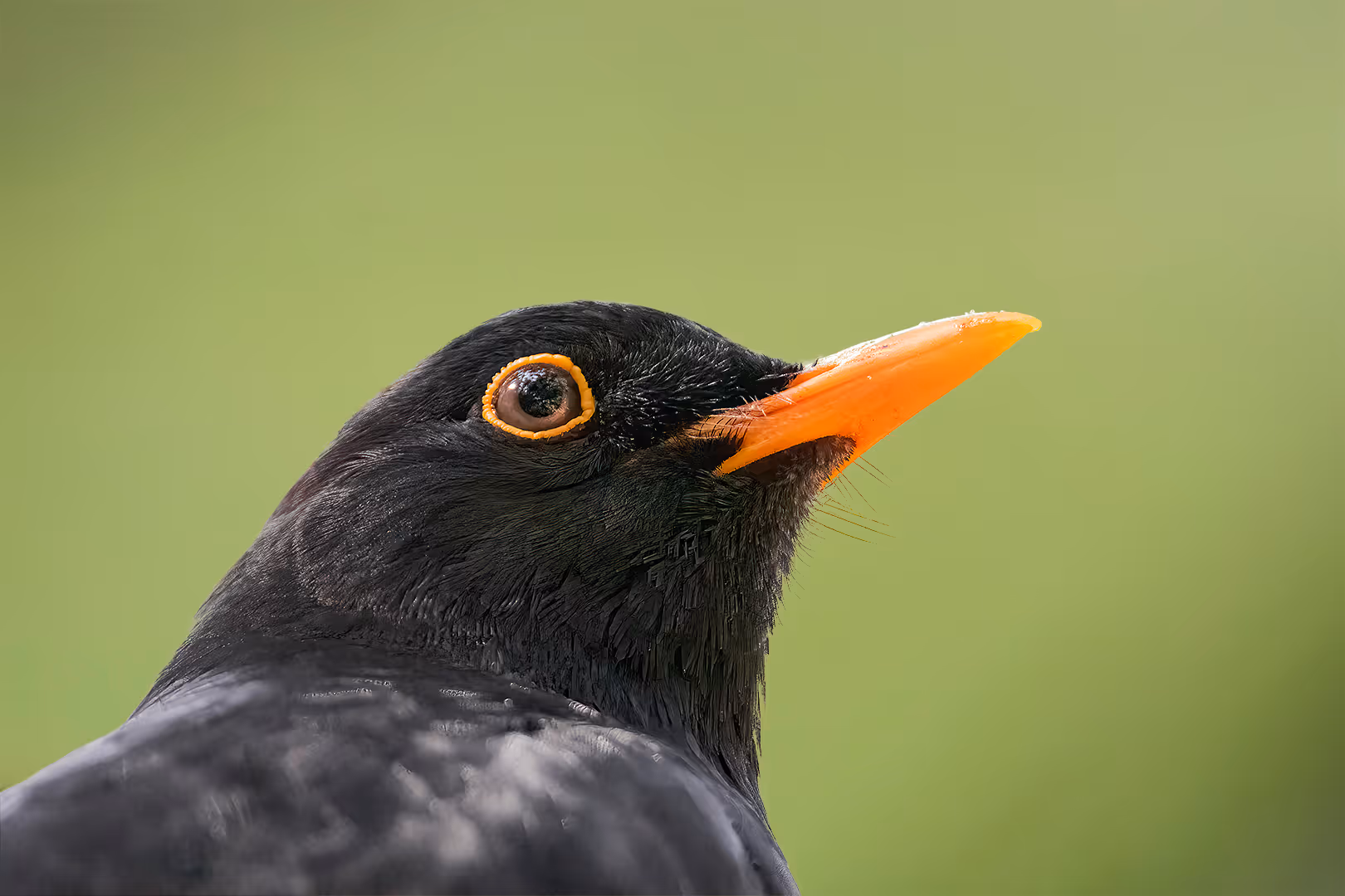 שחרור בתקריב מביט למעלה
