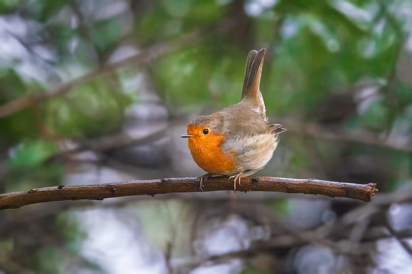 אדום חזה מרים זנב