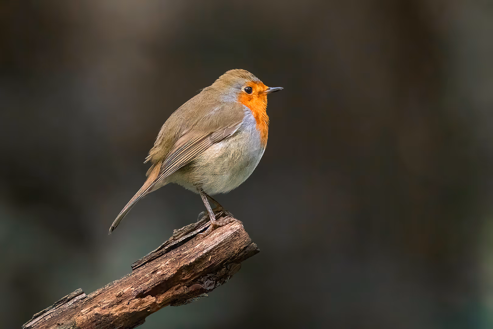 אדום חזה משקיף על הטריטוריה
