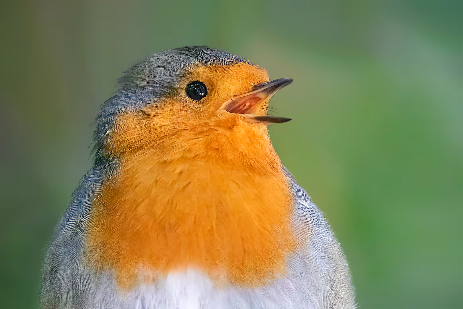 אדום חזה שר בתקריב