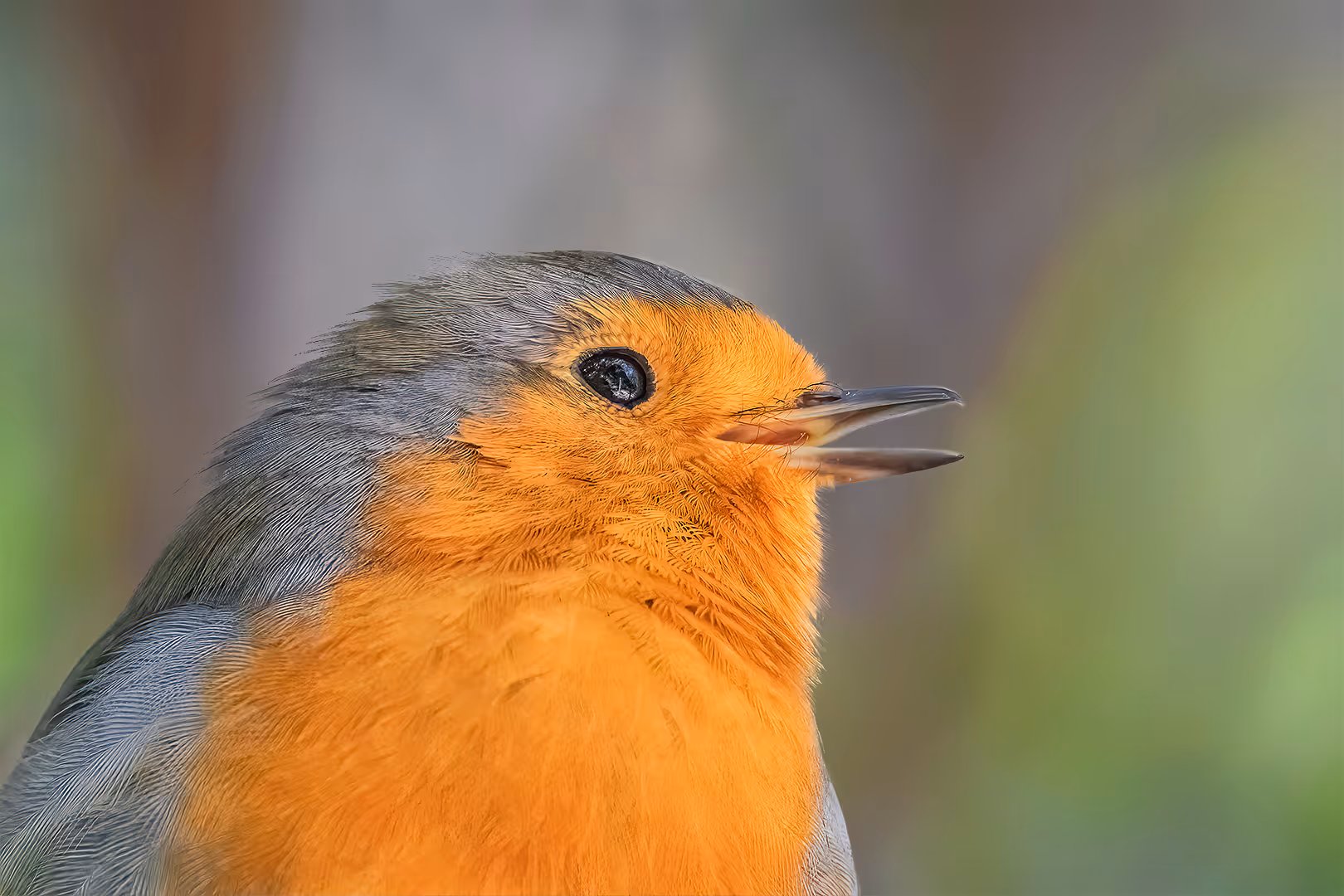 אדום חזה בפרופיל בתקריב