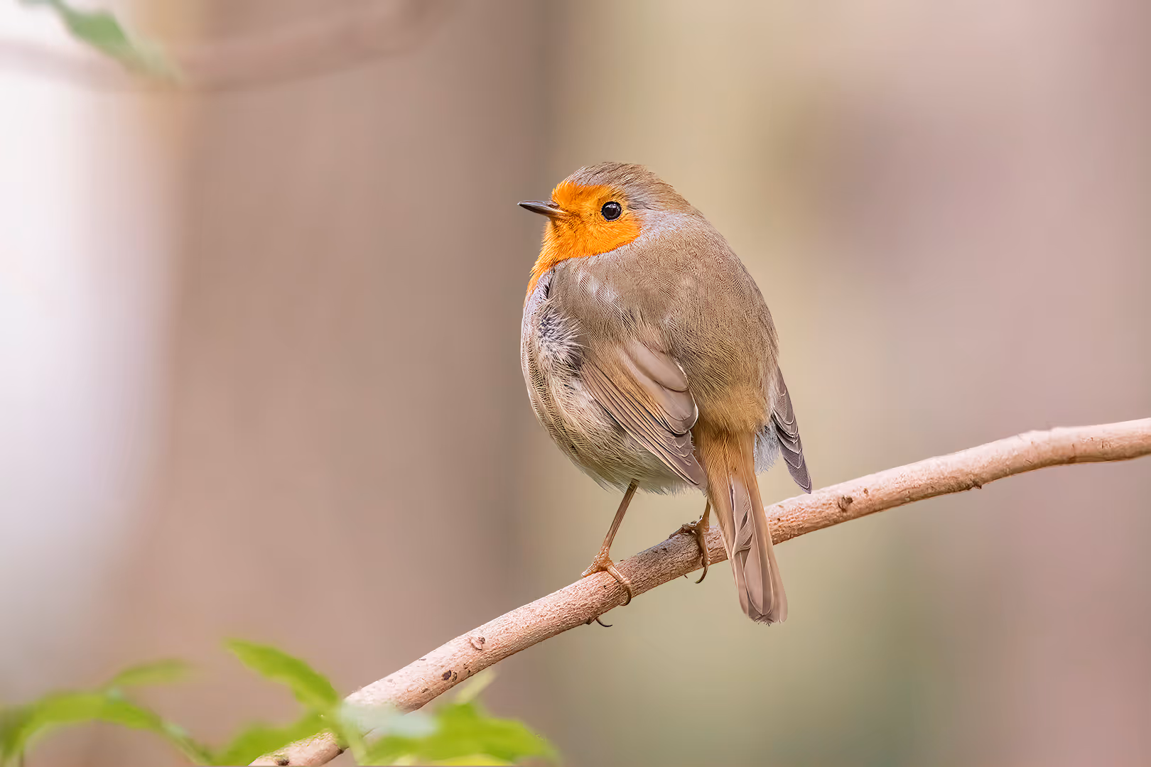 אדום חזה בפרופיל על ענף