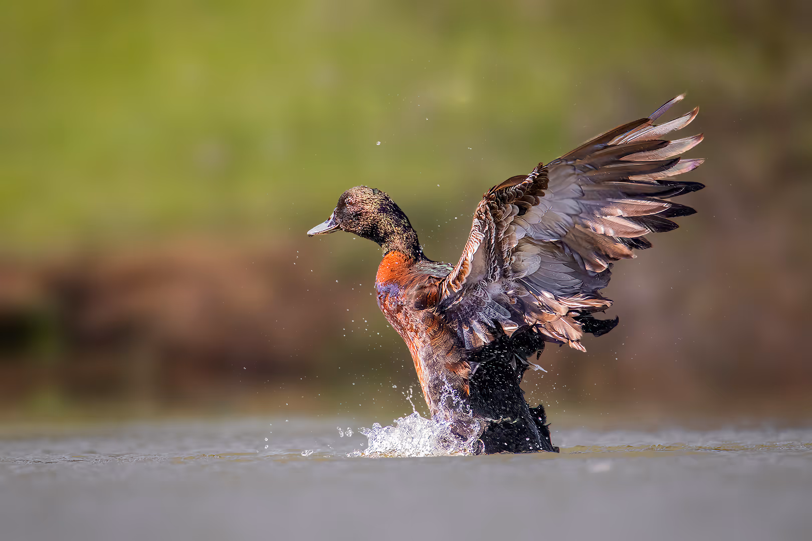 מולארד פורש כנפיים במים