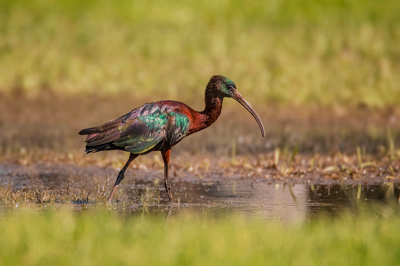 מגלן חום הולך במים