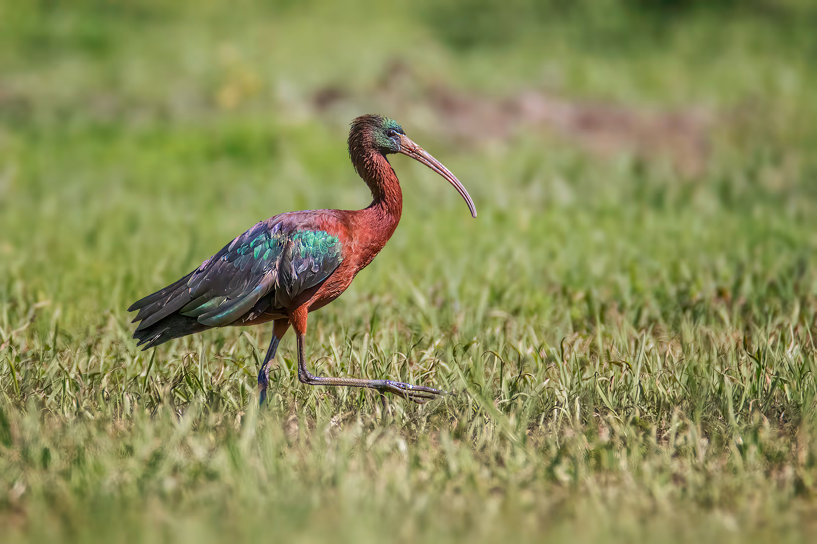 מגלן חום הולך בדשא