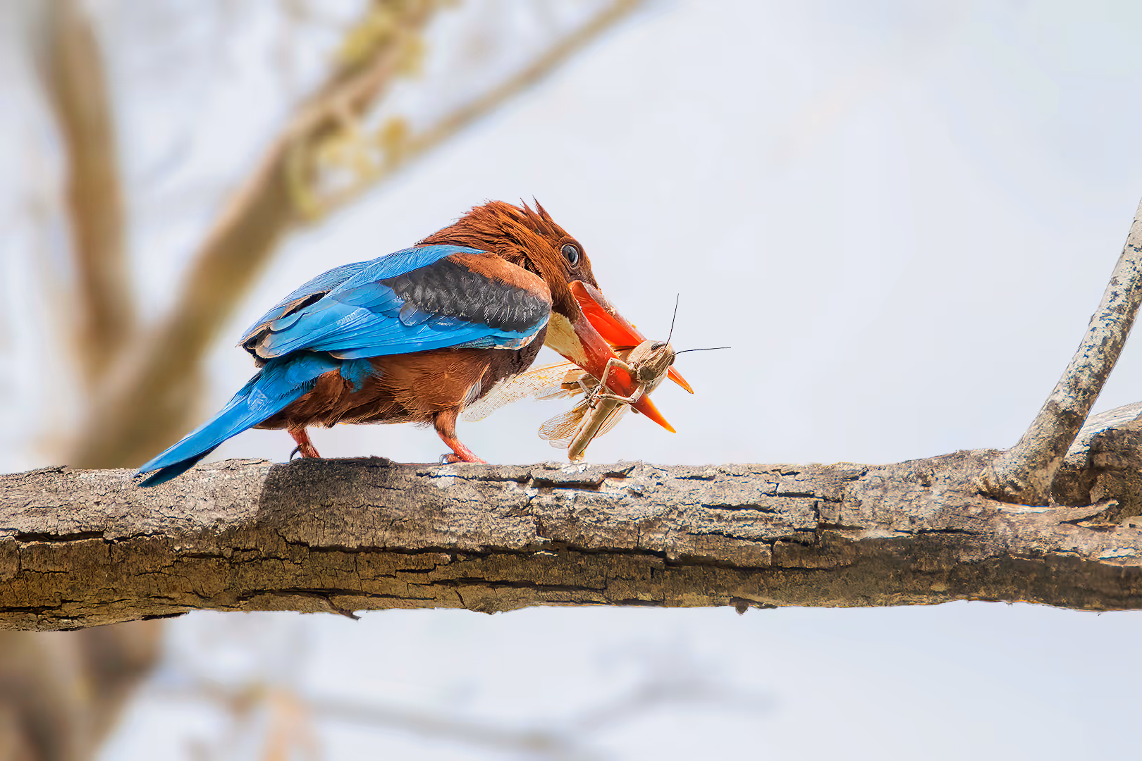 שלדג לבן חזה עם חגב