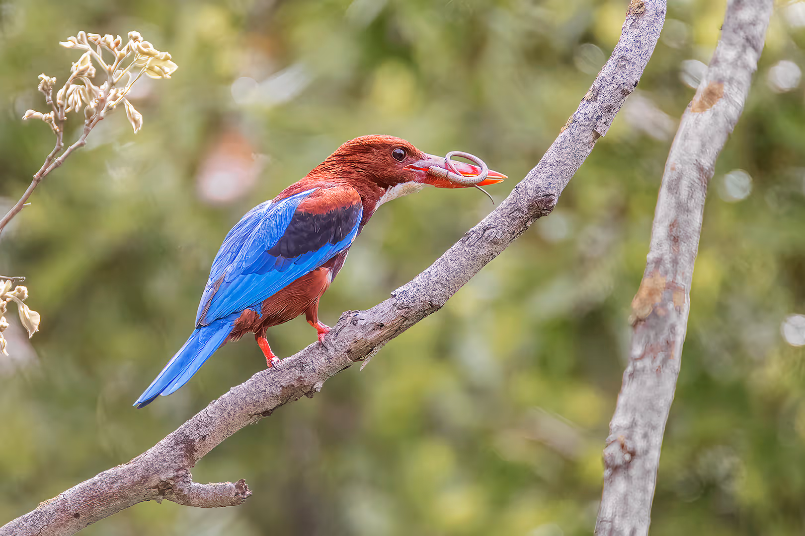 שלדג לבן חזה עם עוד זנב
