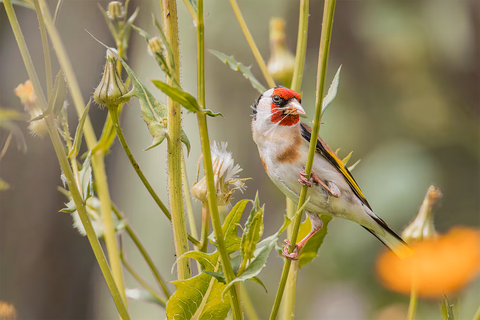 חוחית על שן הארי
