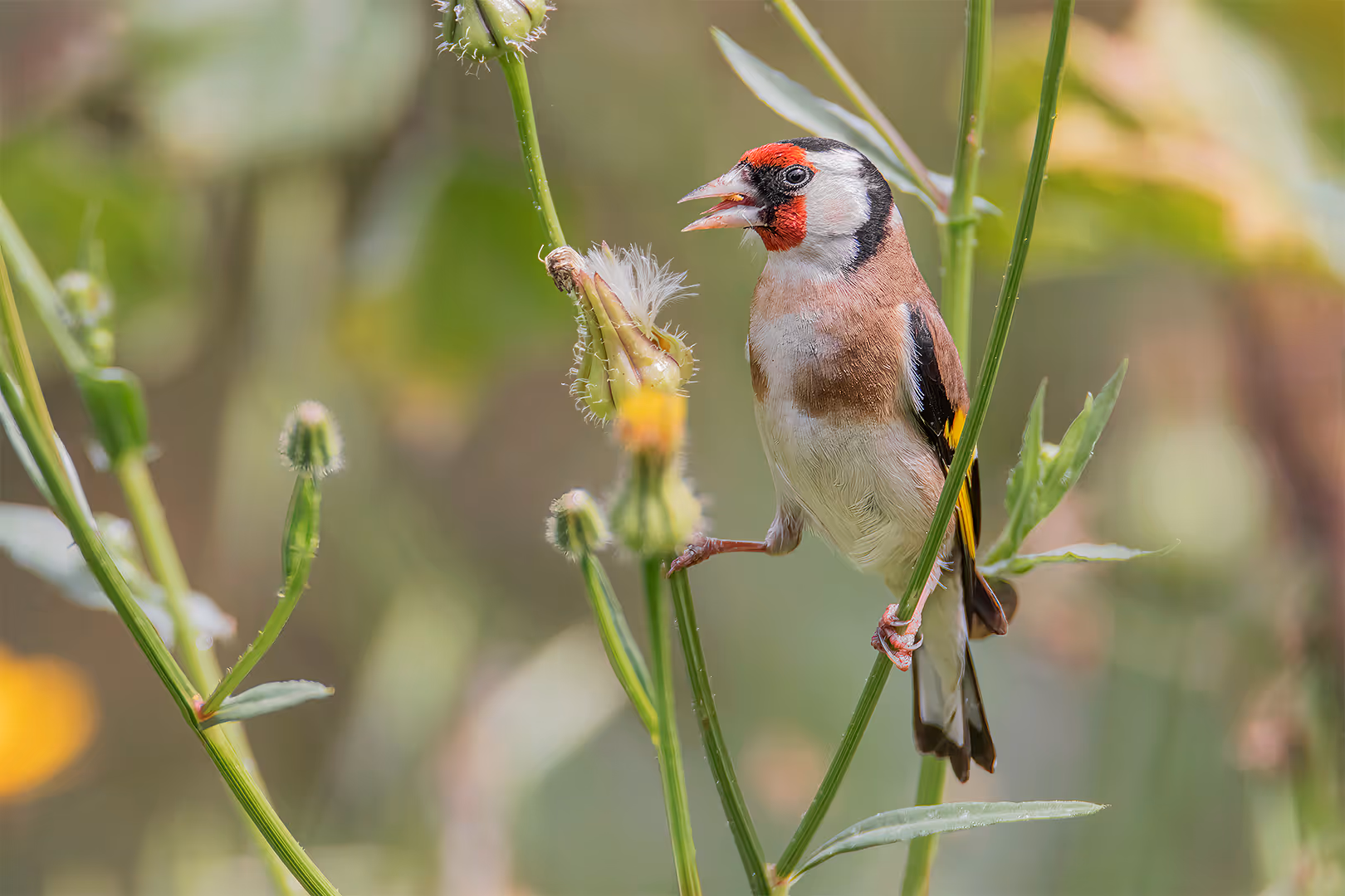 חוחית על שן הארי