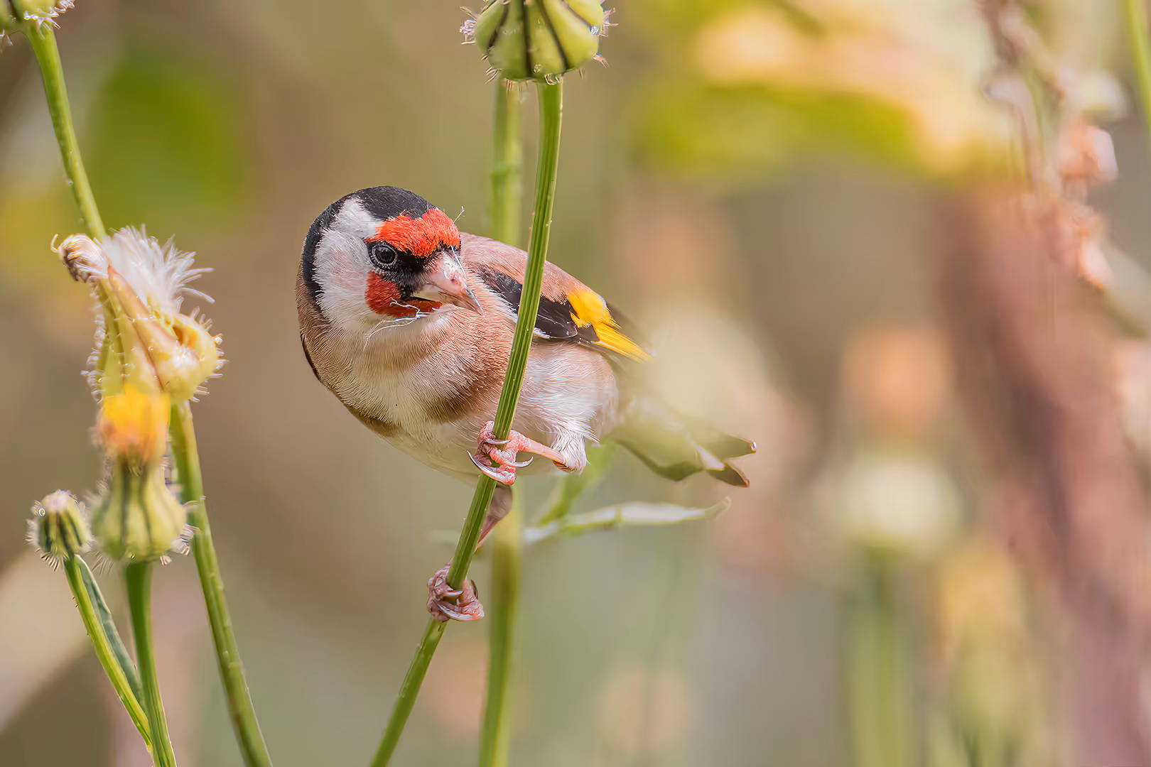 חוחית על שן הארי