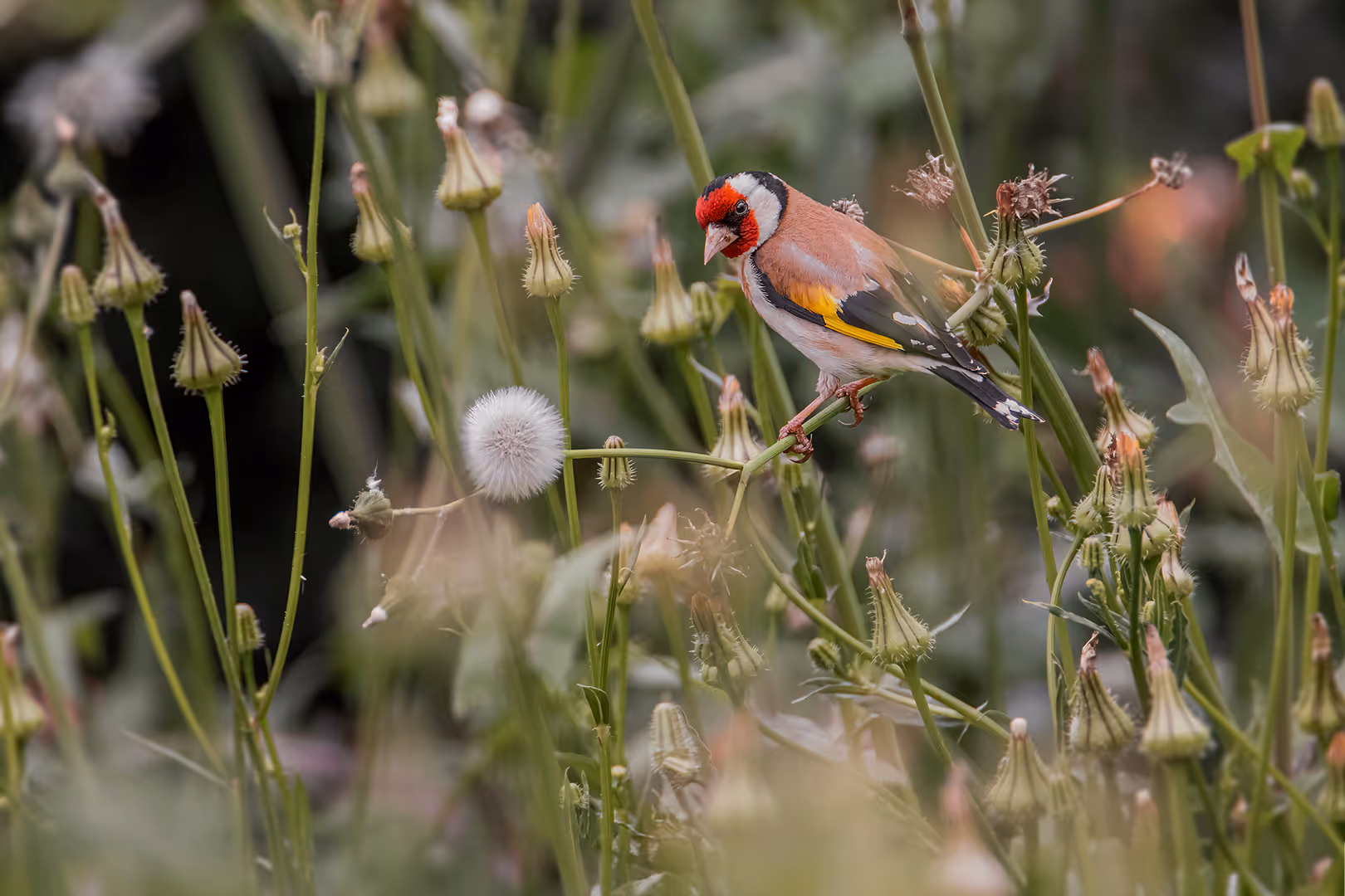 חוחית עם סביון