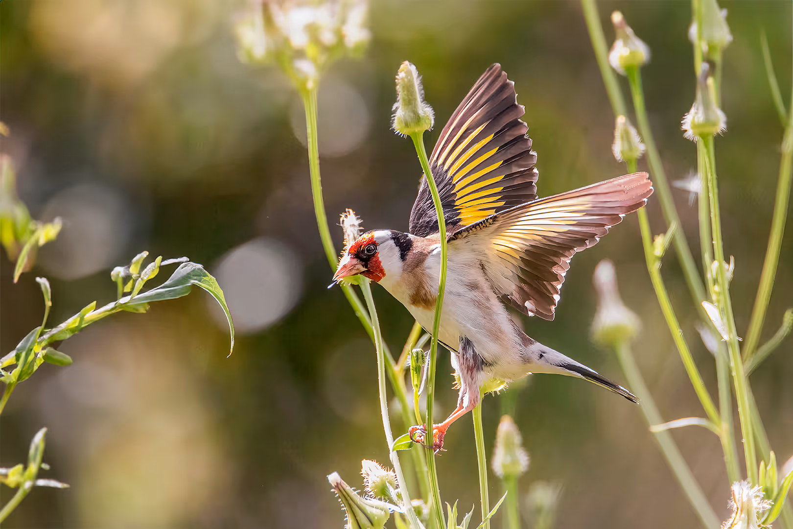 חוחית פורשת כנפיים