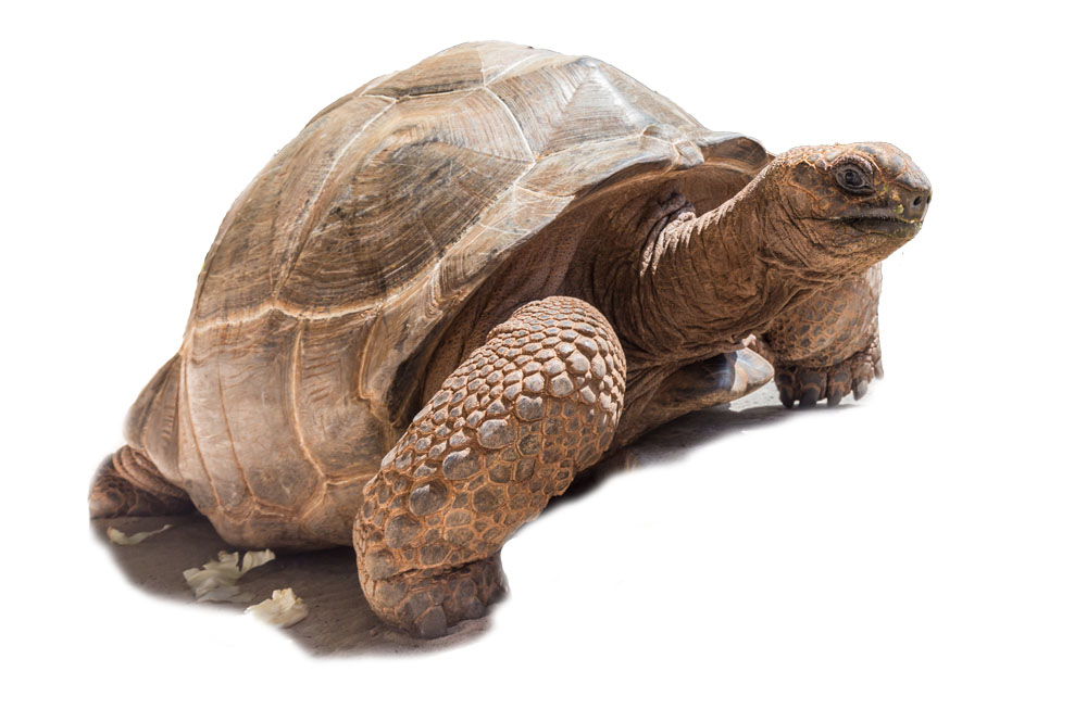 atelier viaggi elena capuzzi