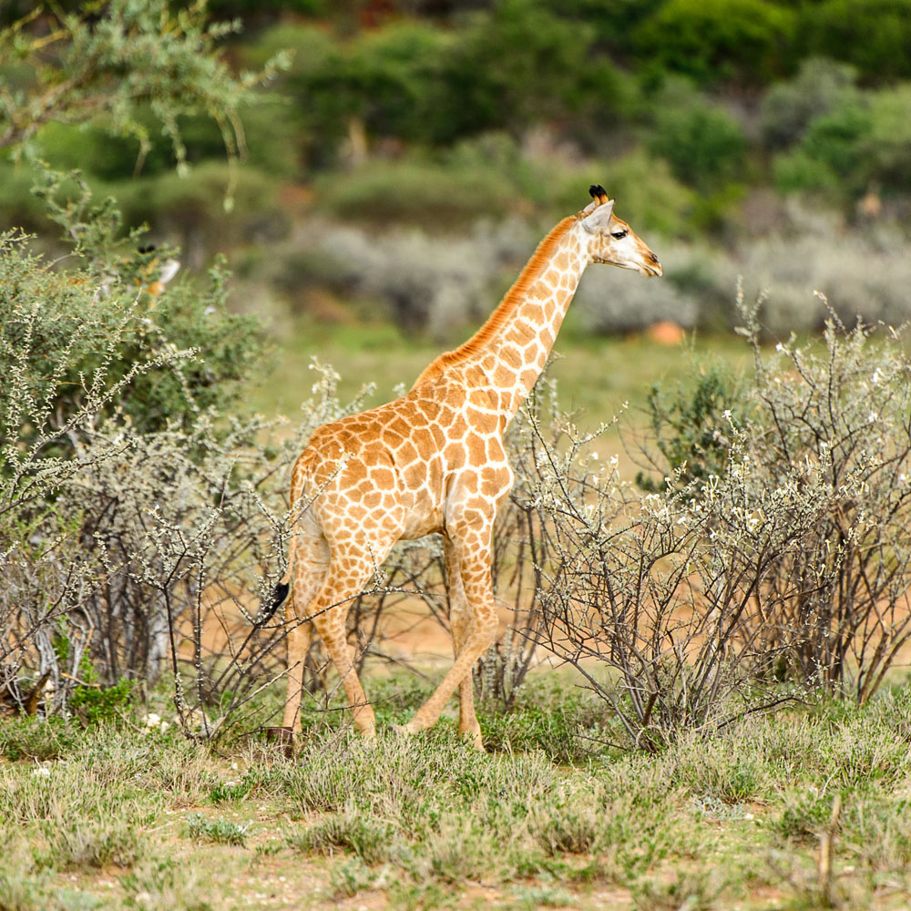 atelier viaggi elena capuzzi