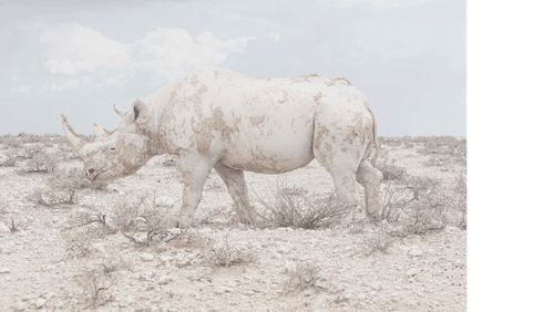 Camouflage Rhino