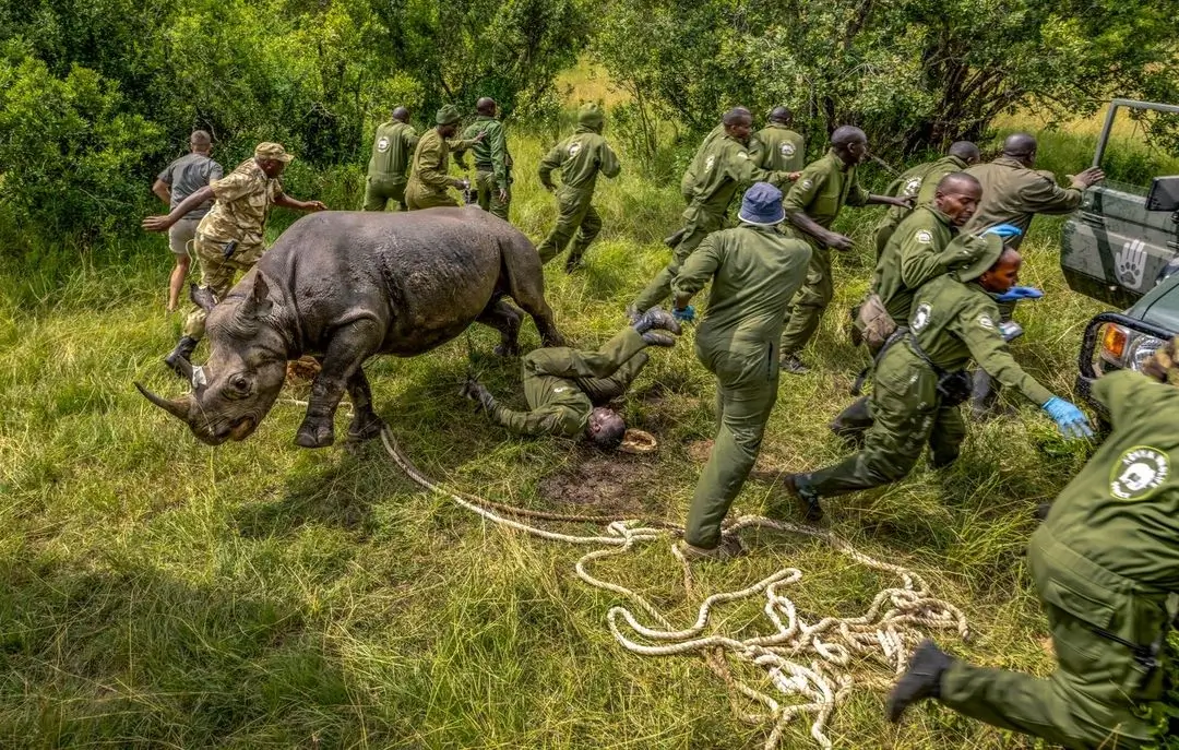 Camouflage Rhino
