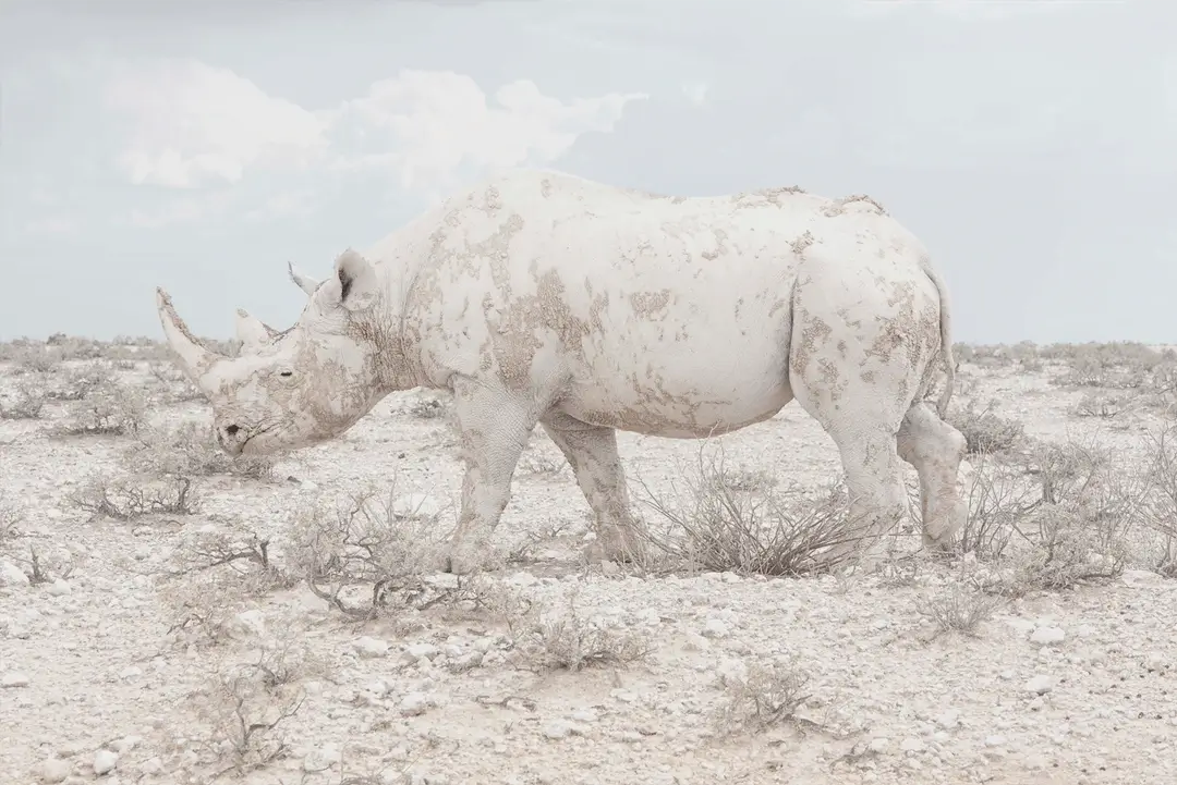 Camouflage Rhino