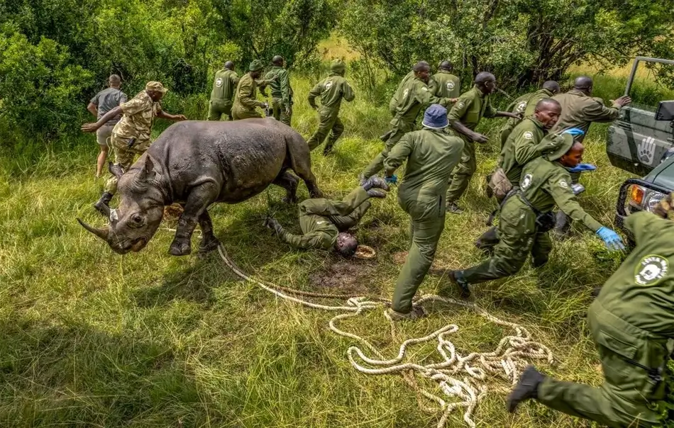 Camouflage Rhino