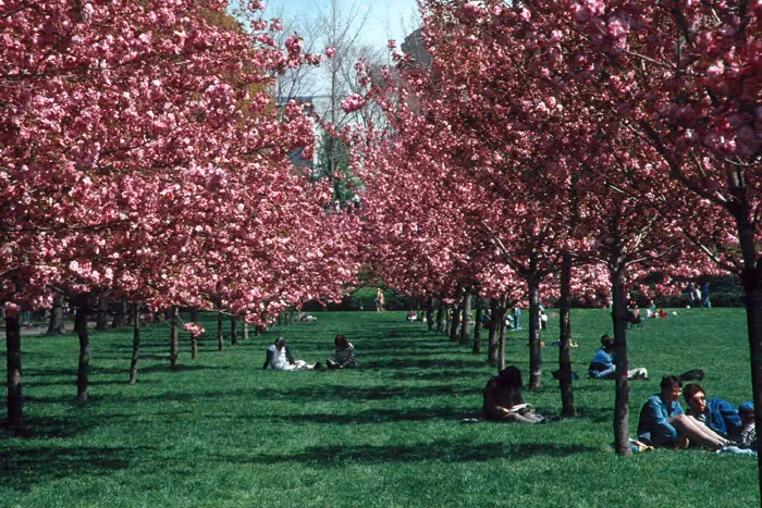 Brooklyn Botanic Garden