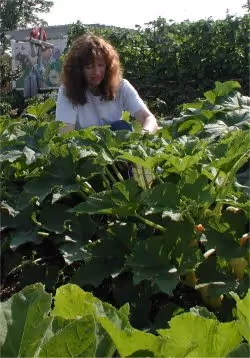 CASA Community Garden