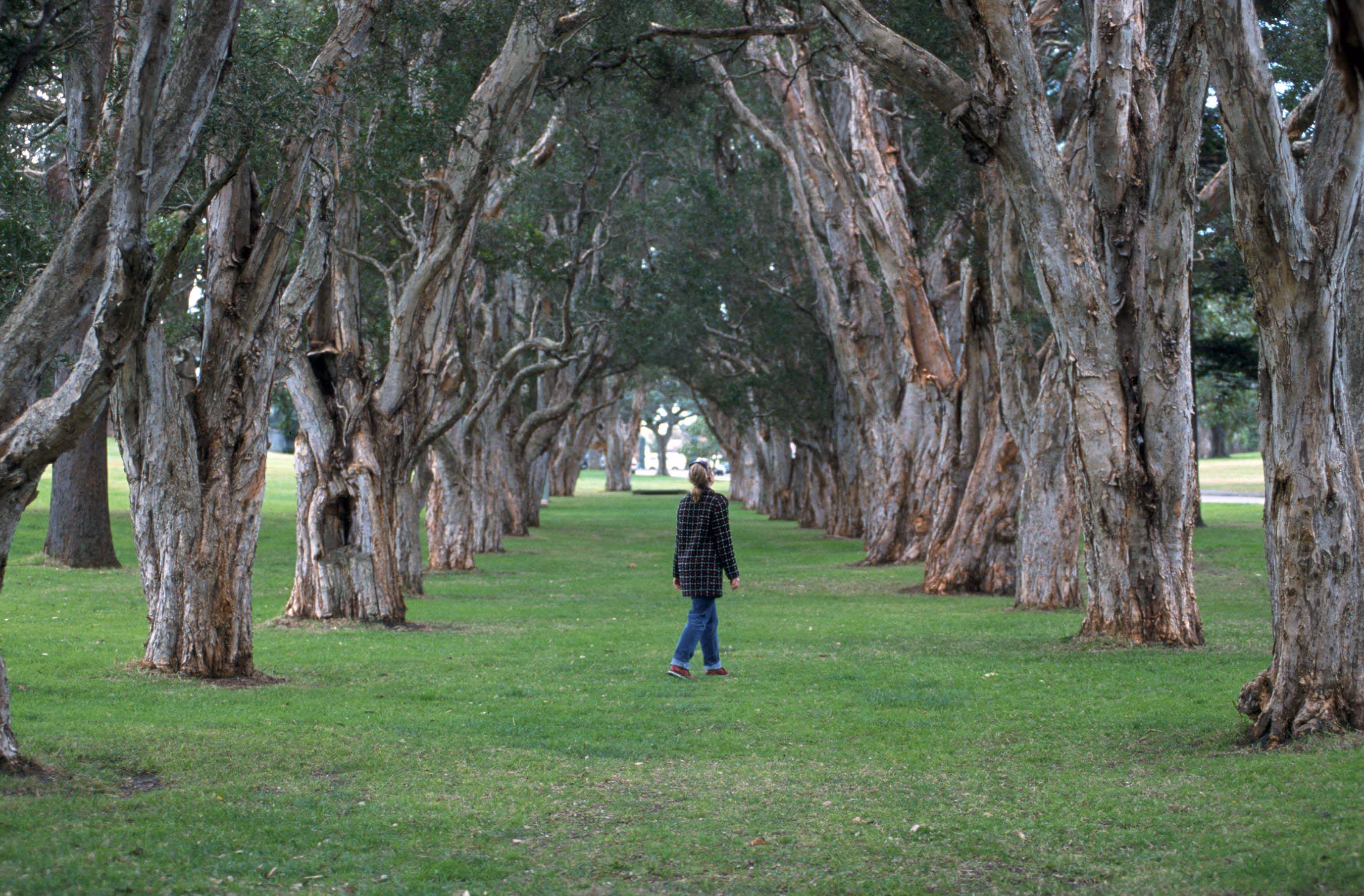 Centennial Park, Sydney