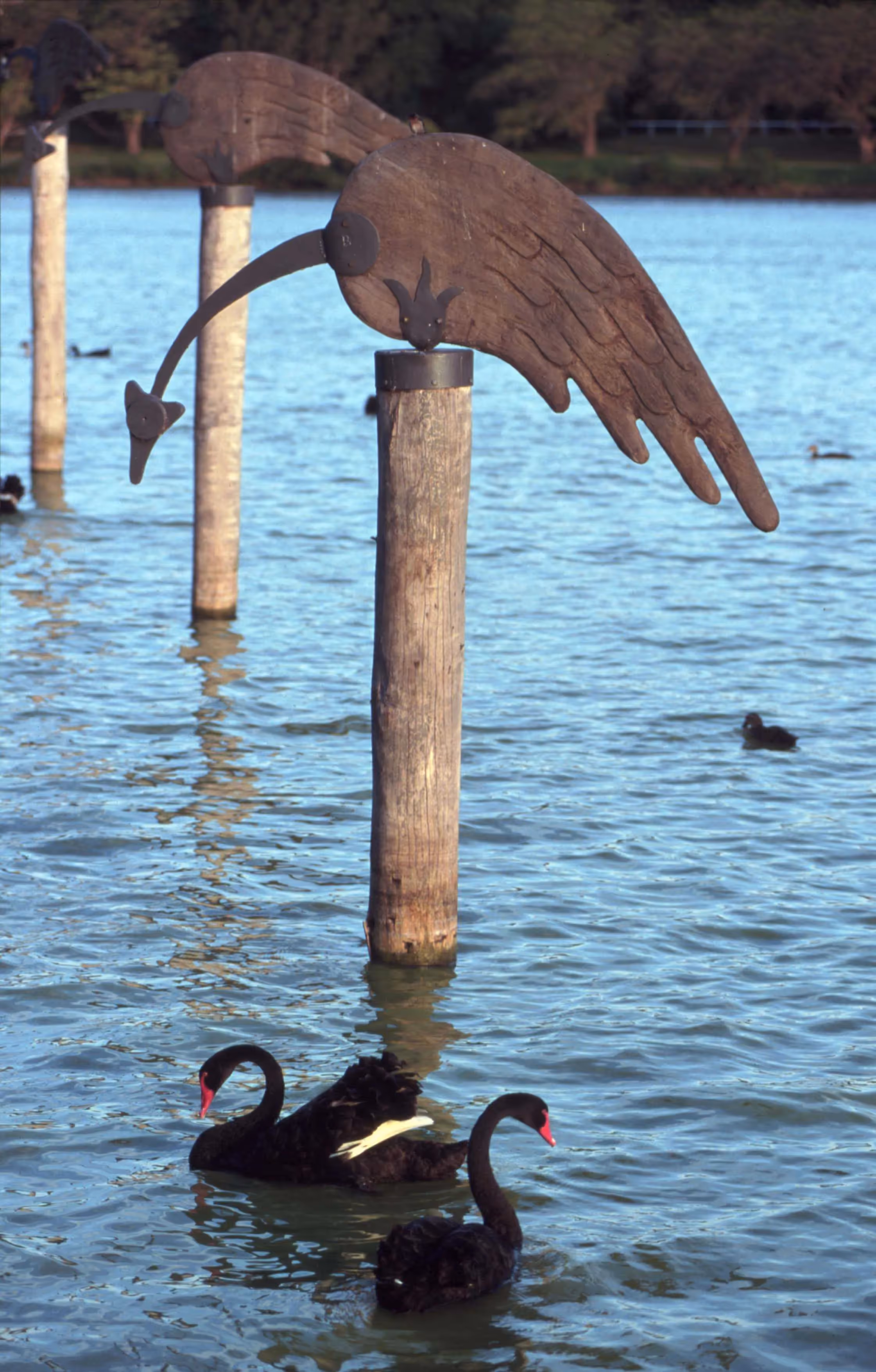 Centennial Park, Sydney