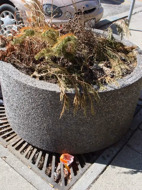 Marion St. Pedestrian Mall