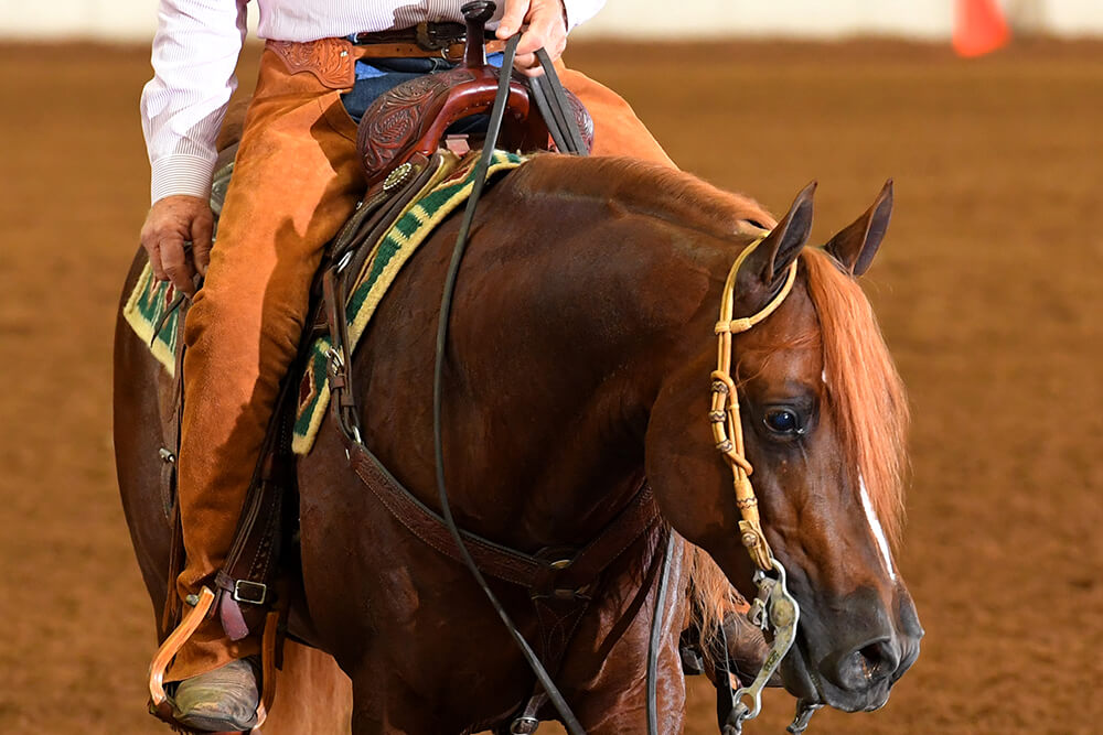 There will be literally hundreds of different contests featuring Arabian horses, which are generally considered the most beautiful, pleasant and athletic breed. 
