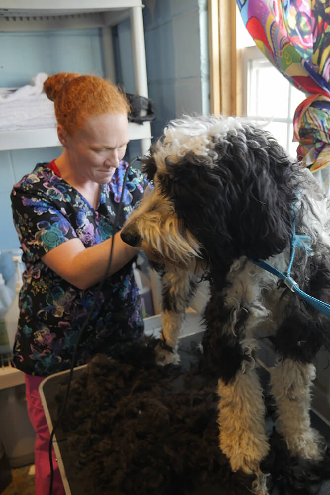 Paws on Pearl is dedicated to providing top quality care for dogs in a happy, healthy environment where dogs and dog owners will be given personal attention at all times. 