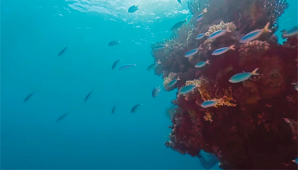 Underwater Egypt