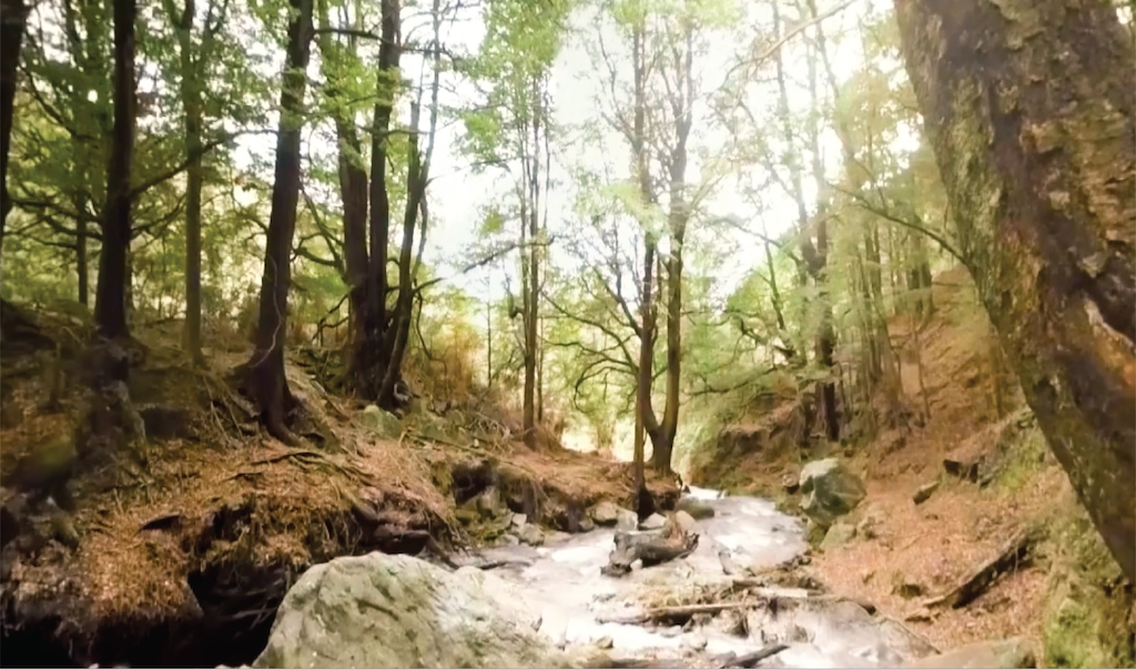Fern Bern, NZ