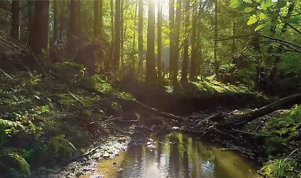 Forest Creek, Germany