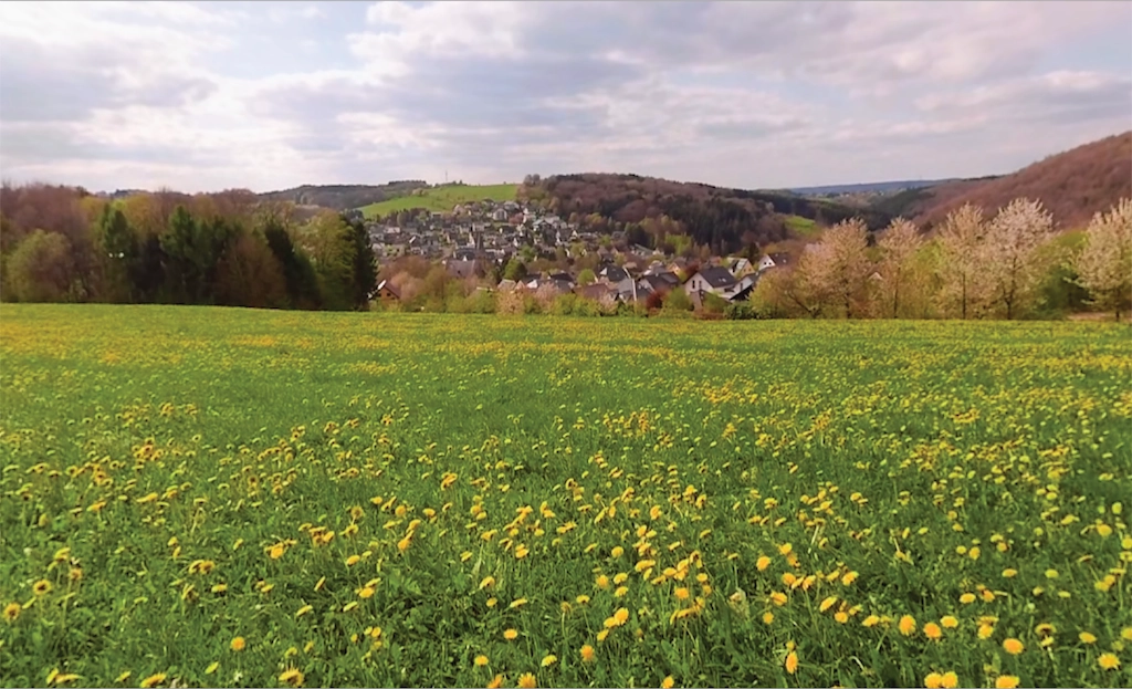 Dandelion Field, Germany