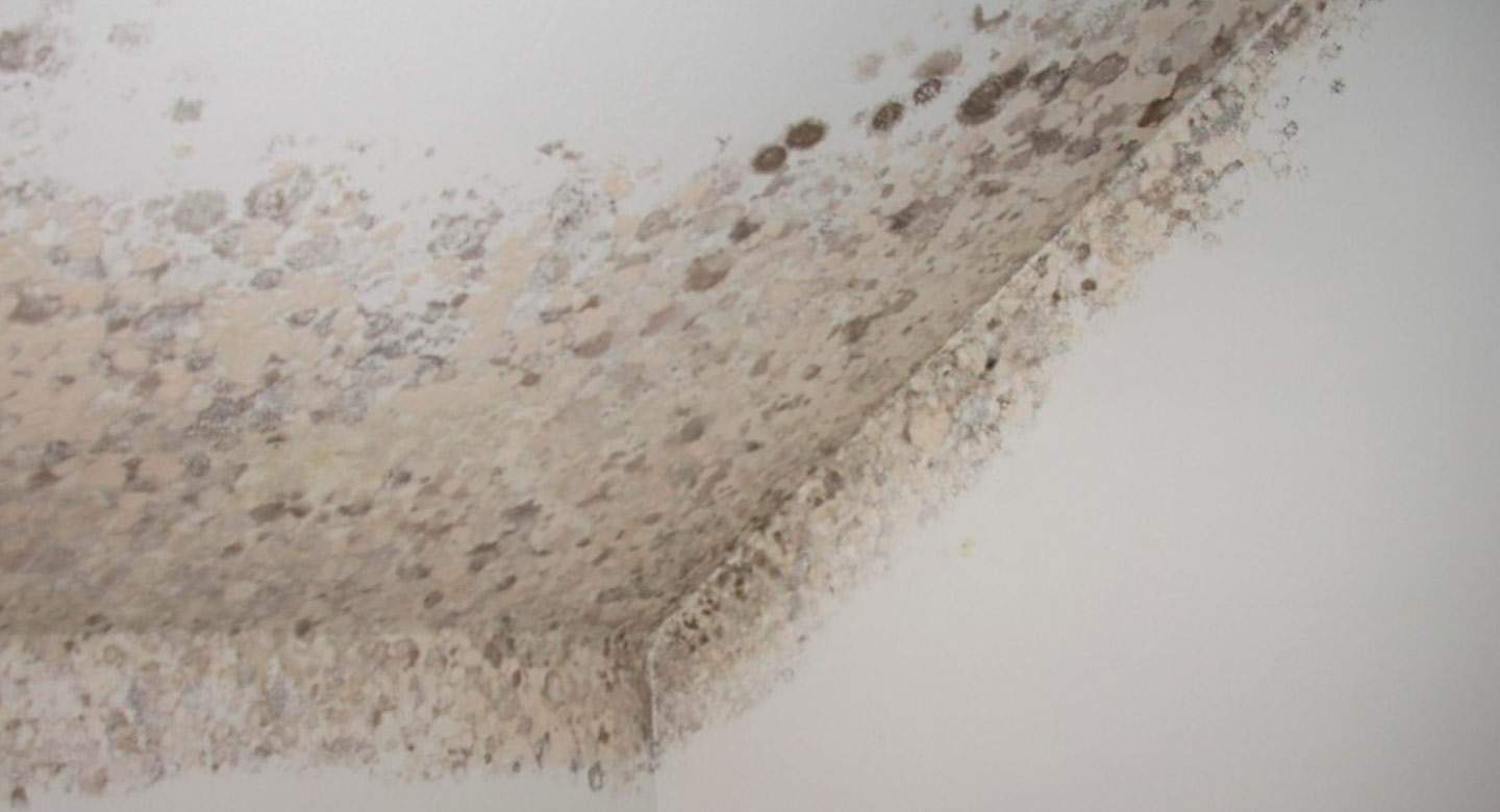 moho en las paredes por humedad