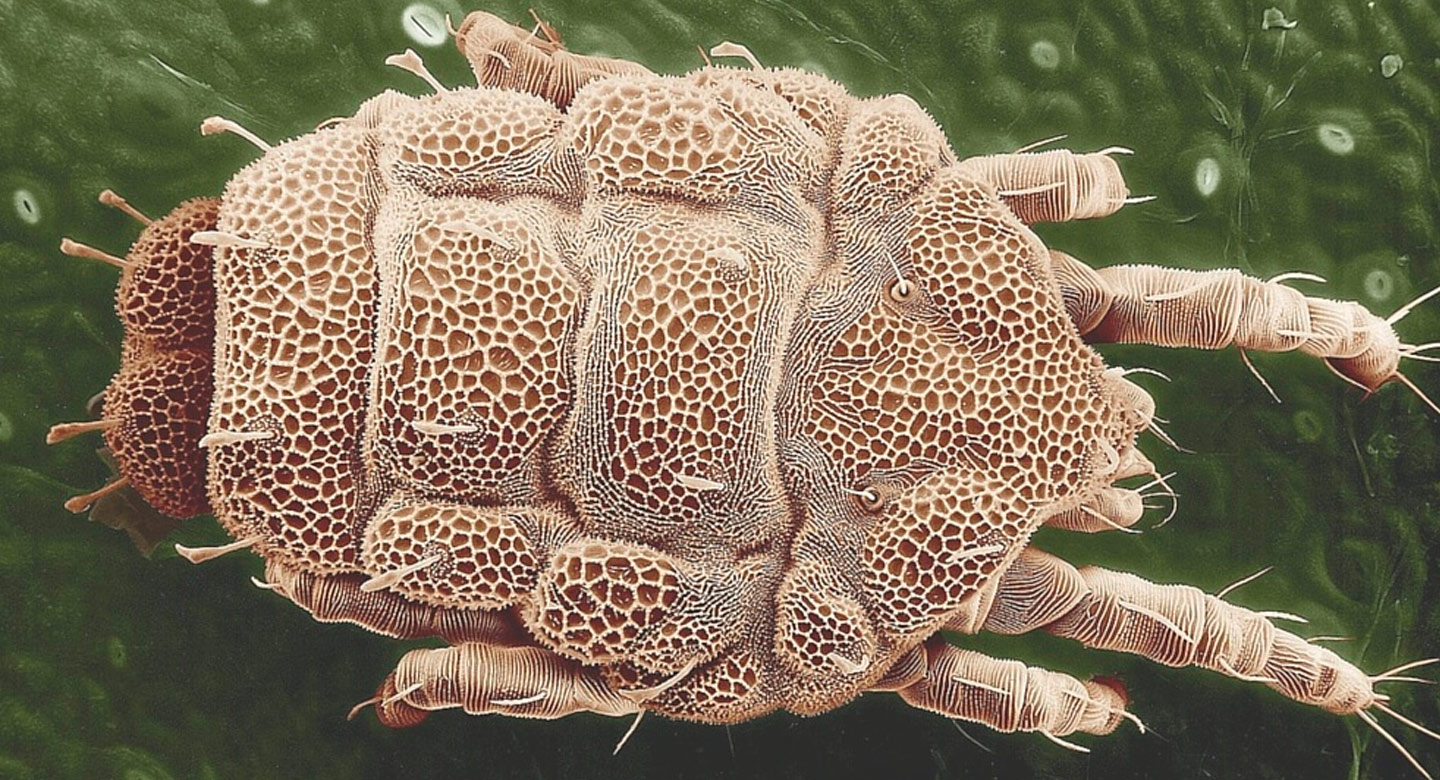 ilustración de un ácaro