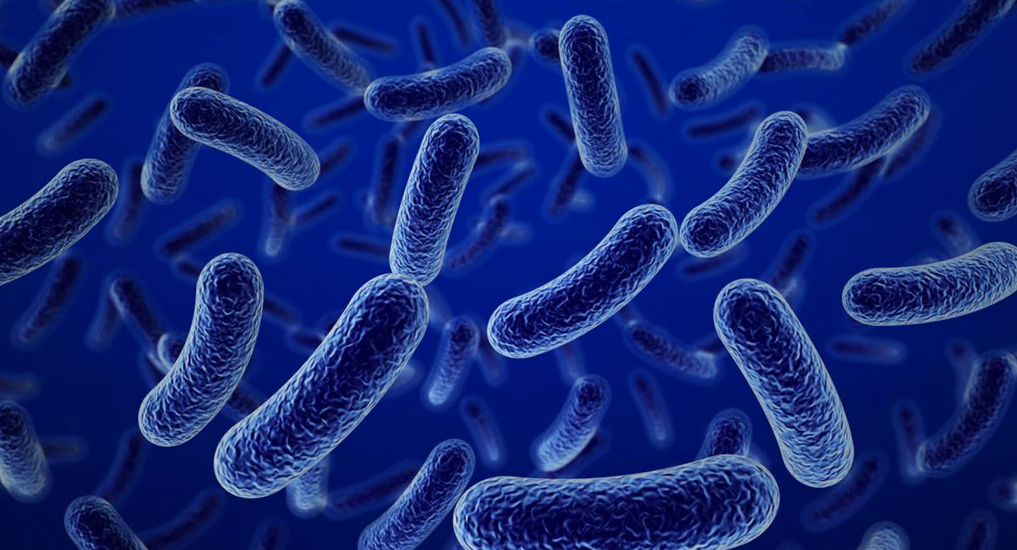 Las bacterias son los organismos más abundantes del planeta