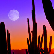 Phoenix, Arizona desert landscape