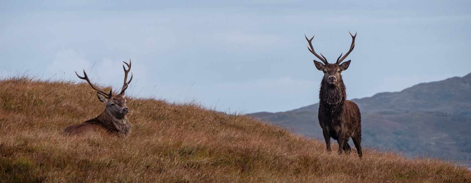 Red deer