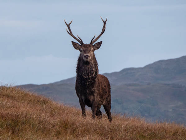 Appin Deer Management Incentive Scheme launched