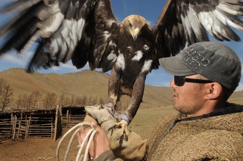 Man met grote steenarend op handen in Mongolië