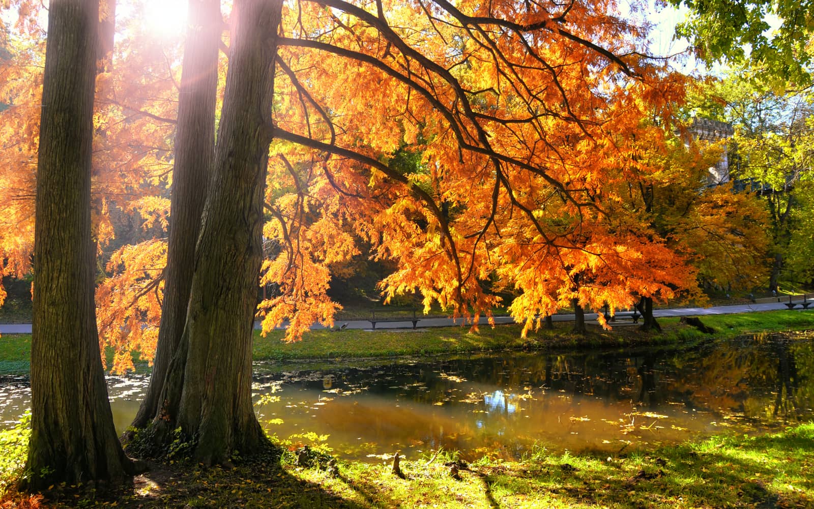 Bomen met herfstgebladerte met water in park