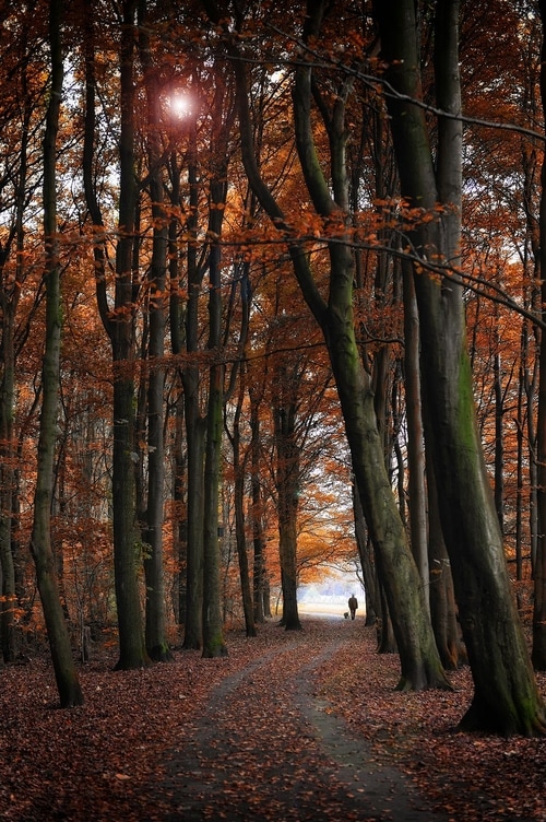 Fotowedstrijd Herfst 2020 op Fotografie.nl