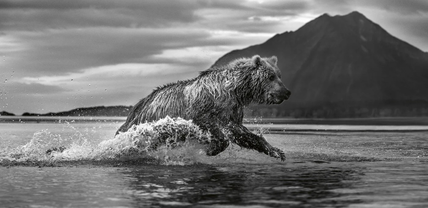 Creation. Masterpieces from the Natural World - Harry Skeggs